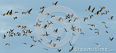 Pink-footed geese (Anser brachyrhynchus) in flight Stock Photo