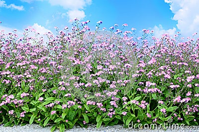 Pink forget-me-not flower border Stock Photo