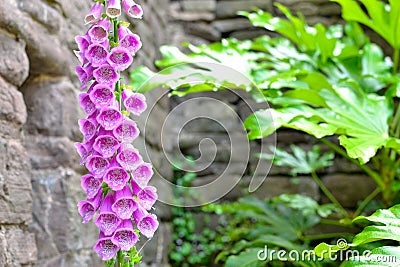 Pink foxglove flower in cottage garden Stock Photo