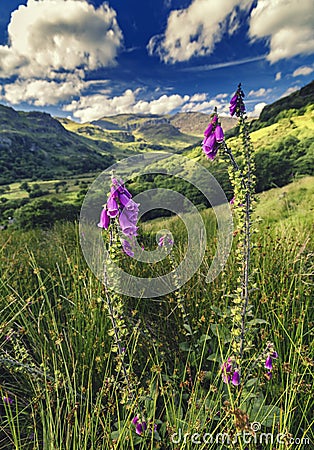 Pink Foxglove Flowers on Green Slopes of Gwynant Valley in Snowdonia Stock Photo