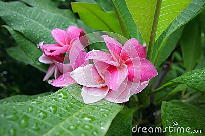 Pink Frangipani Flowers Stock Photo