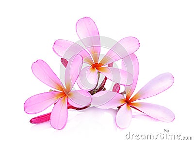 Pink frangipani or plumeria tropical flowers Stock Photo