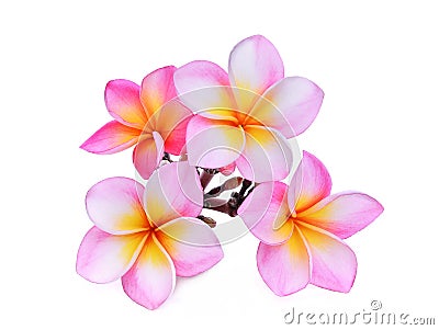 Pink frangipani or plumeria & x28;tropical flowers& x29; isolated Stock Photo