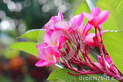 Pink Frangipanis flower Stock Photo