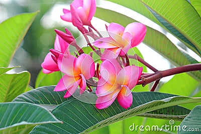 Pink Frangipanis flower Stock Photo