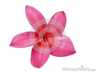 Pink frangipanis or Plumeria isolated on the white background. a pink plumeria have five petals. Stock Photo