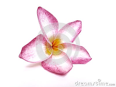 Pink frangipanis or Plumeria isolated on the white background. a pink plumeria have five petals. Stock Photo