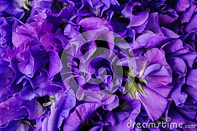 Pink fresh sweet pea flower background Stock Photo