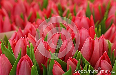 Pink fresh tulip flowers bouquetes Stock Photo
