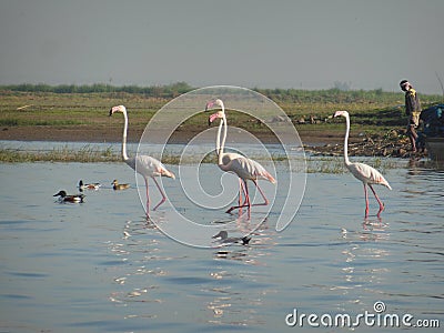 Pink Friends Editorial Stock Photo