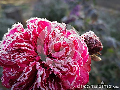 Pink Frozen Flower Stock Photo