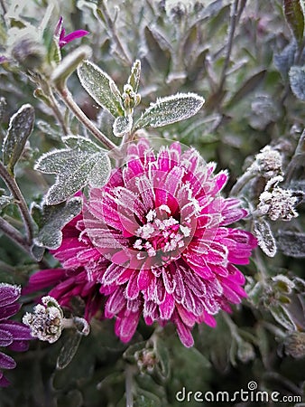 Pink Frozen flower Stock Photo