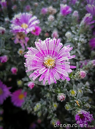 Pink Frozen flowers Stock Photo