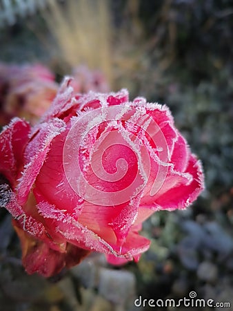 pink frozen rose Stock Photo