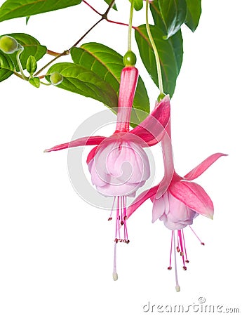 Pink fuchsia of an unusual form are isolated Stock Photo