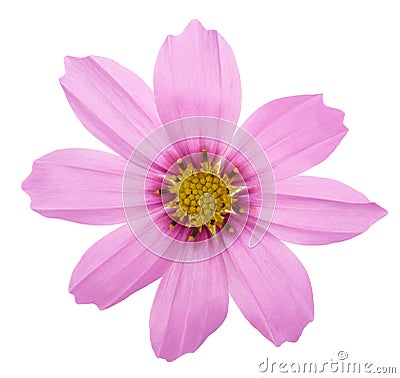 Pink garden cosmos Stock Photo