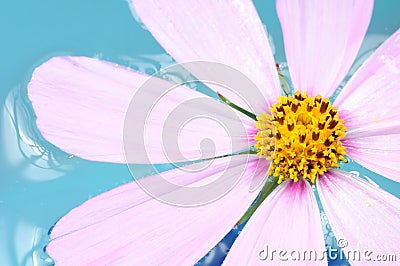 Pink Garden Cosmos Flower on Water Stock Photo
