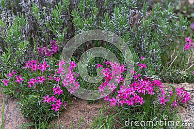 Pink garden flowers Phlox Subulata creeping climbing plant on stones in the garden. Summer sunny day Stock Photo