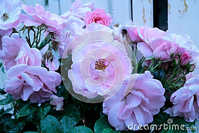 Raindrops on blossoming pale pink roses Stock Photo