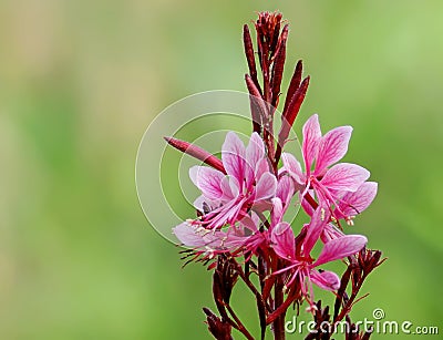 Pink gaura crimson butterflies flowers Stock Photo