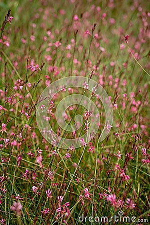 Pink Gaura lindheimeri flower under sunshine in summer closeup Stock Photo