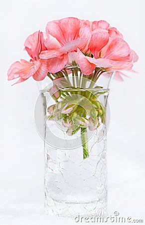 Pink Geranium in Crackled Vase Stock Photo