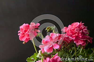 Pink geranium, on dark background. Balcony flowers. Copy sapce Stock Photo