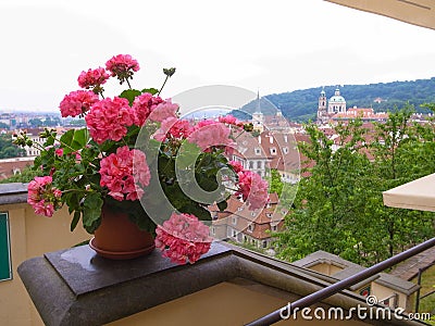 pink geranium flower pelargonium in a flower pot on a background of Prague Stock Photo