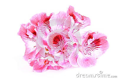 Pink Geranium flower on white Stock Photo