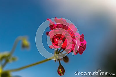 Pink geranium flowers. blue sky. Beautiful little geranium flower. Ivy Pelargonium Stock Photo