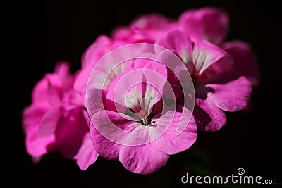 Pink geranium flowers Stock Photo