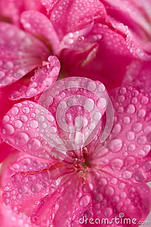 Pink geranium flowers with water droplets Stock Photo