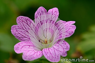 Pink geranium Stock Photo