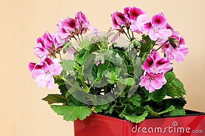 Pink geranium - pelargonium Stock Photo