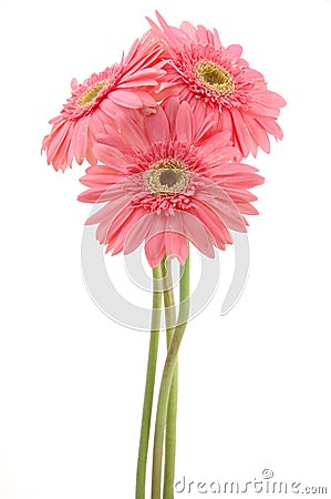 Pink gerber daisies Stock Photo