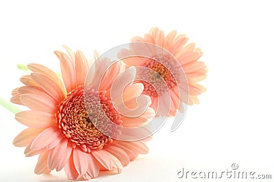 Pink Gerber Daisy Stock Photo