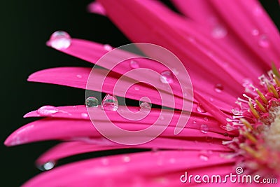 Pink Gerber Daisy Stock Photo