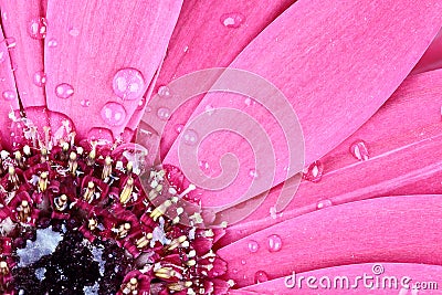 Pink Gerber Daisy Macro Stock Photo