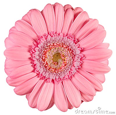 Pink gerbera Stock Photo