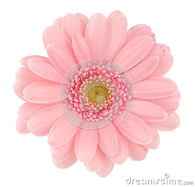 Pink gerbera Stock Photo