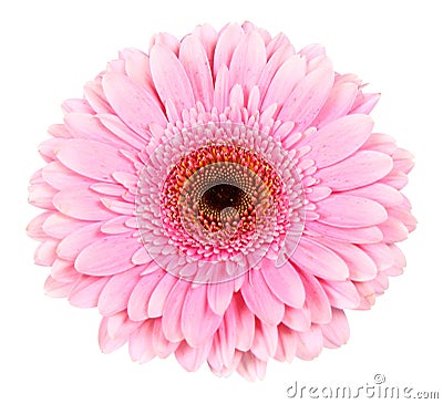 Pink gerbera Stock Photo