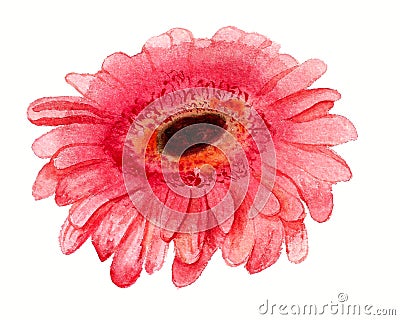 Pink gerbera Stock Photo