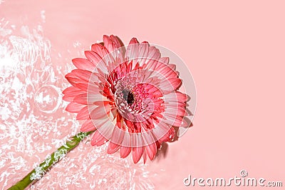 Pink gerbera or barberton daisy flower on water surface with ripples and sunlight reflections. Beauty spa, relaxation or Stock Photo