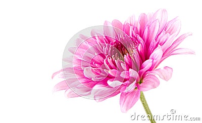 Pink gerbera daisy blossom Stock Photo