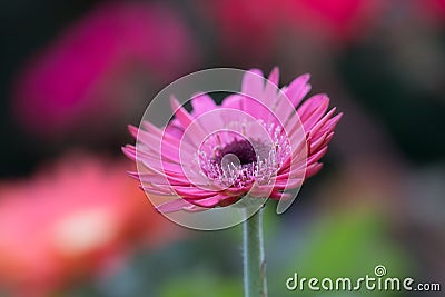 Pink gerbera daisy flower close up against colorful blurred background Stock Photo