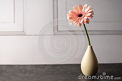 Pink Gerbera daisy flower in vase. Beautiful moody floral background Stock Photo