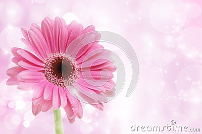 Pink Gerbera flower Stock Photo