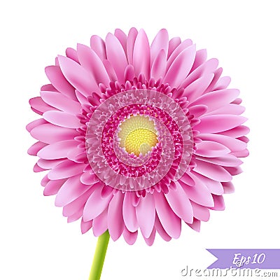 Pink gerbera single flower Vector Illustration