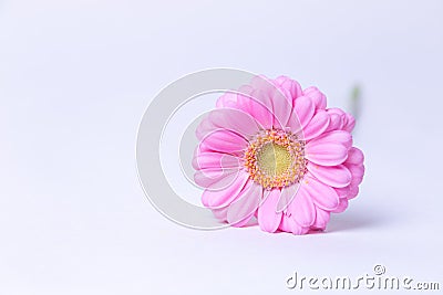 Pink gerbera on a white background. Place for text Stock Photo