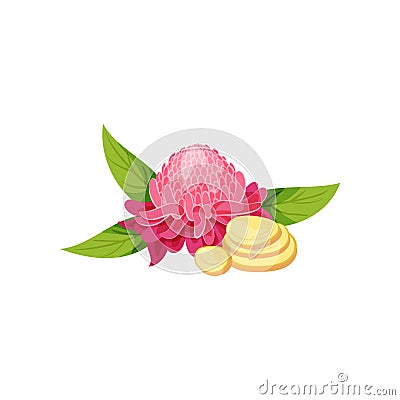 Pink ginger flower with green leaves and slices of root. Natural food. Organic and healthy product. Flat vector icon Vector Illustration